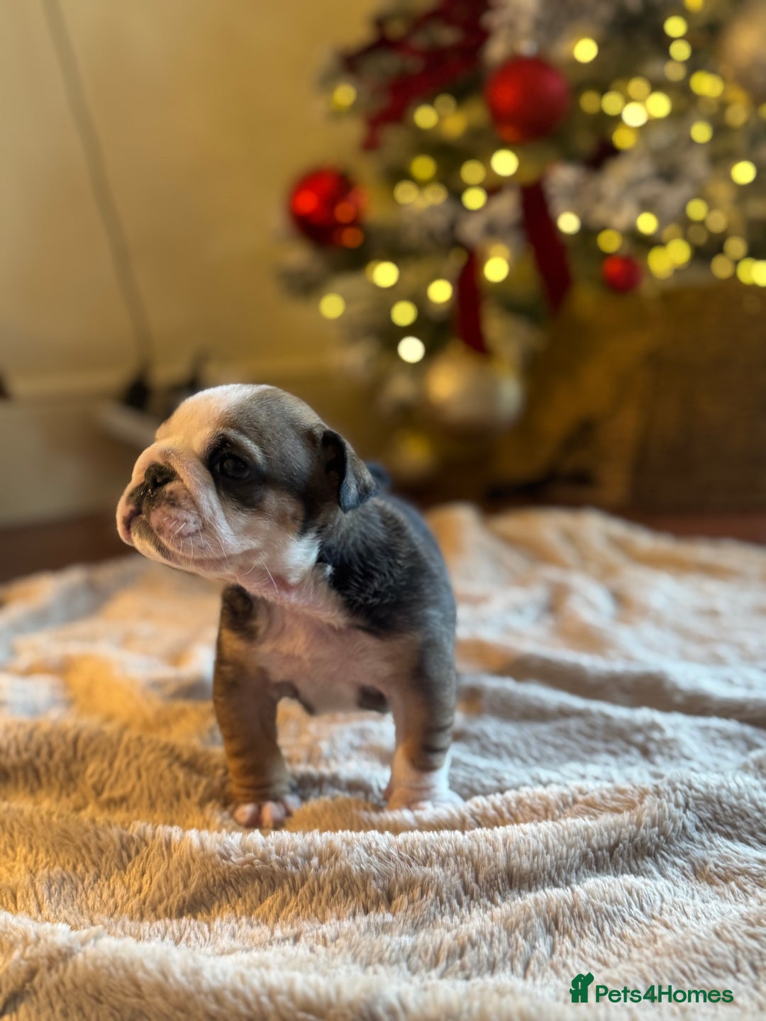 English Bulldog dogs for sale: Red and White English Bulldogs  - Advert 16