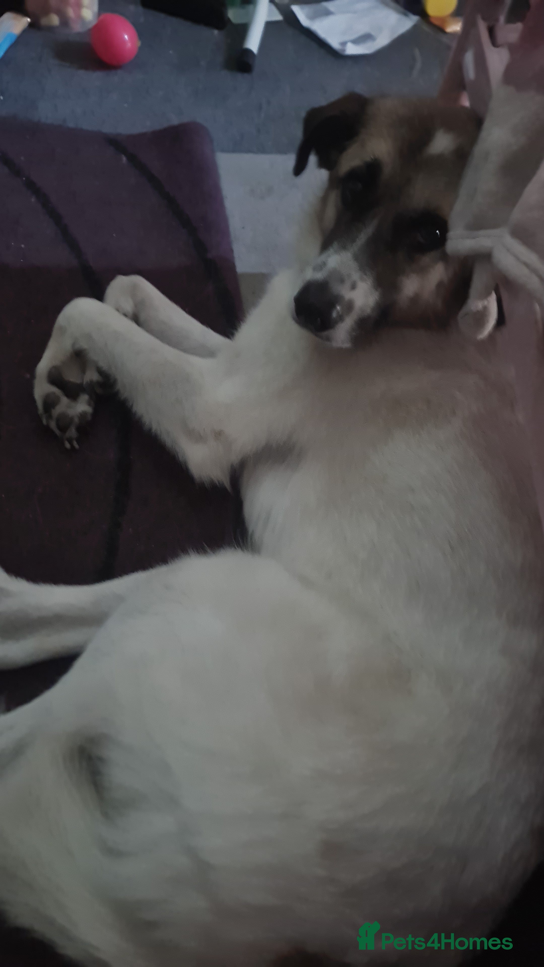 Mixed Breed dogs Anotonian shepherd cross collie - Advert 3