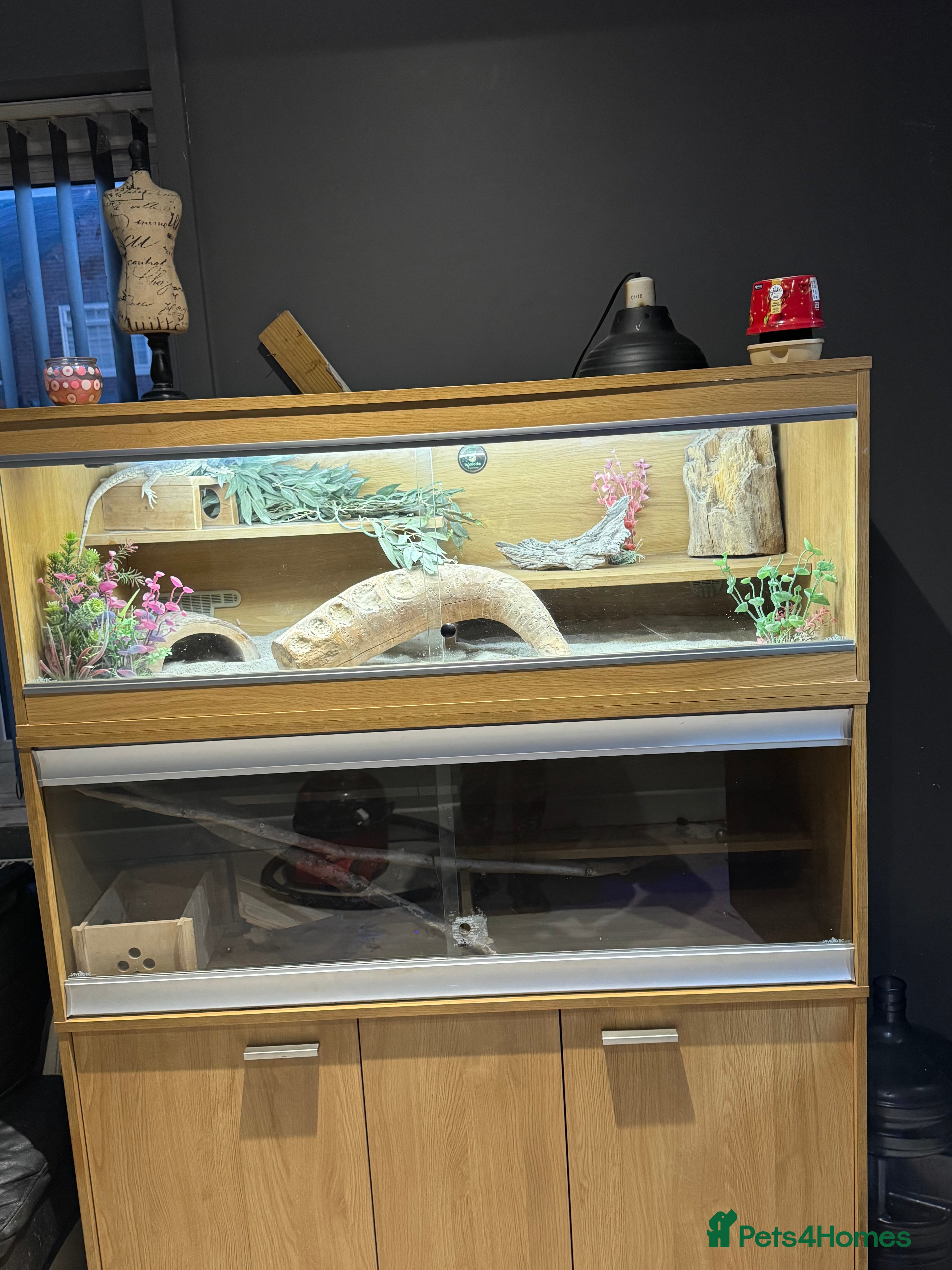 Bearded Dragon reptiles Bearded dragon with double tank - Advert 1