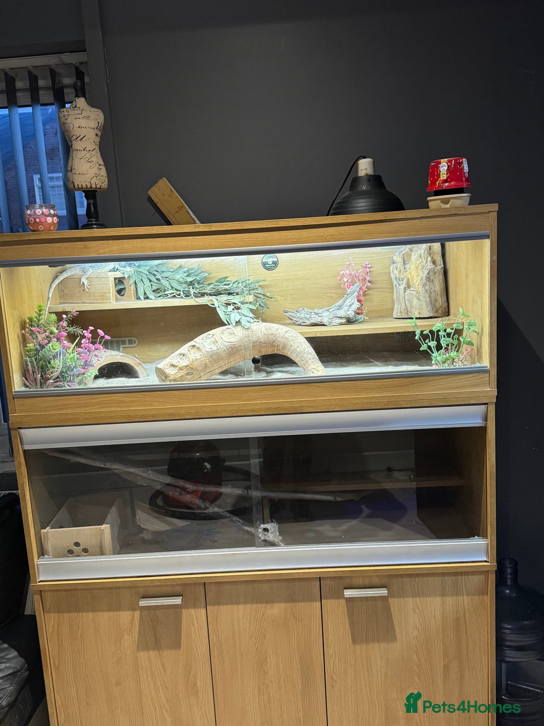 Bearded Dragon reptiles for sale: Bearded dragon with double tank - Advert 1