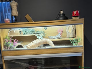 Bearded Dragon reptiles Bearded dragon with double tank - Advert 1