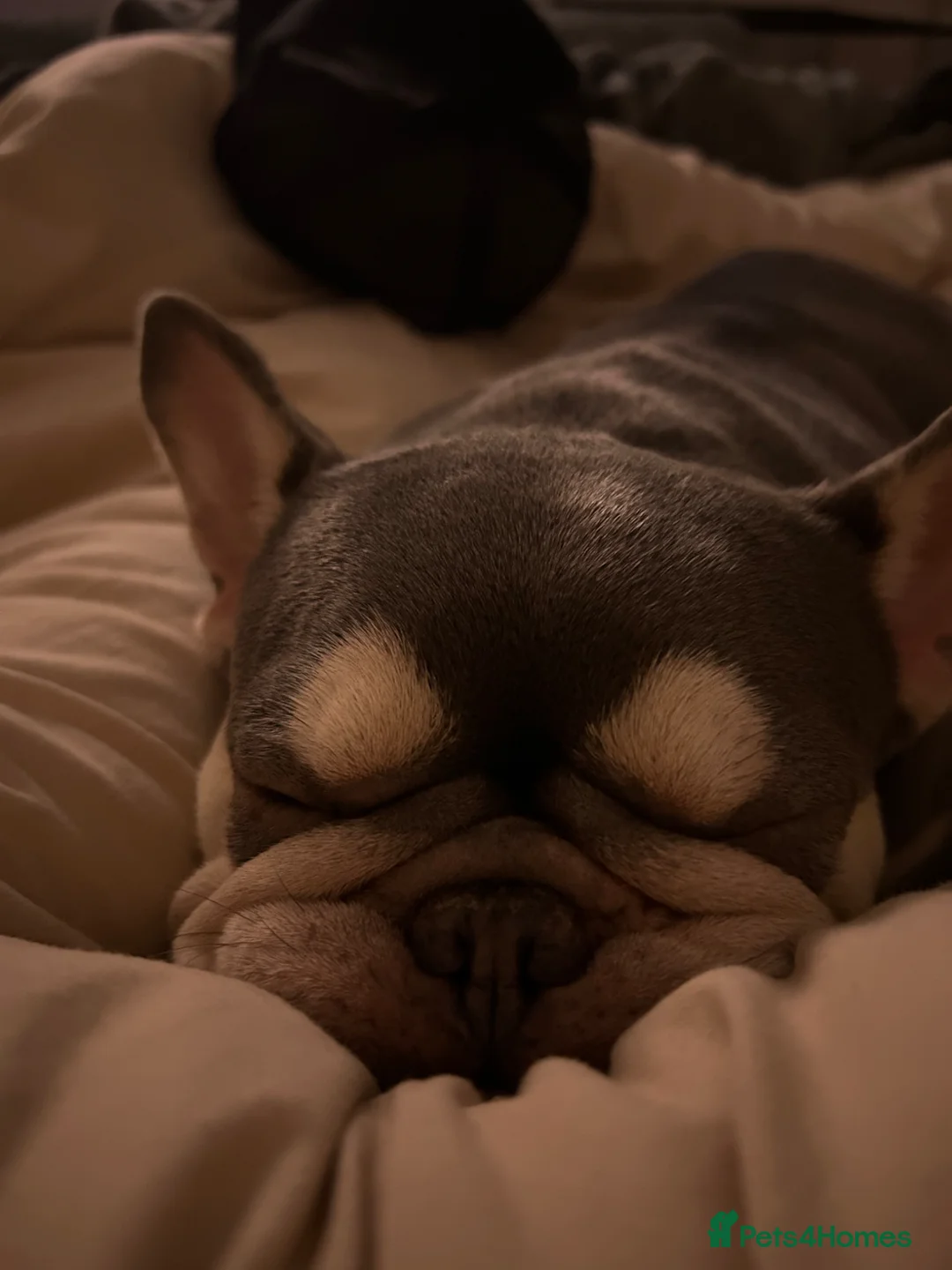 French Bulldog dogs for sale: Female French bulldog  - Advert 2