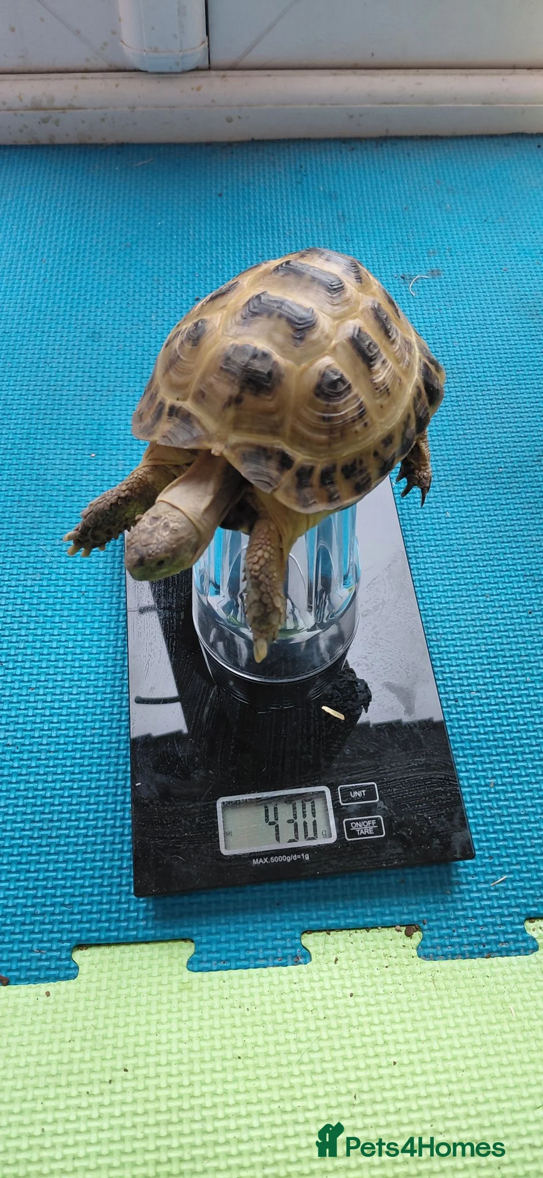 Tortoise reptiles for sale: Horsefield tortoise  in Oldham - Advert 2