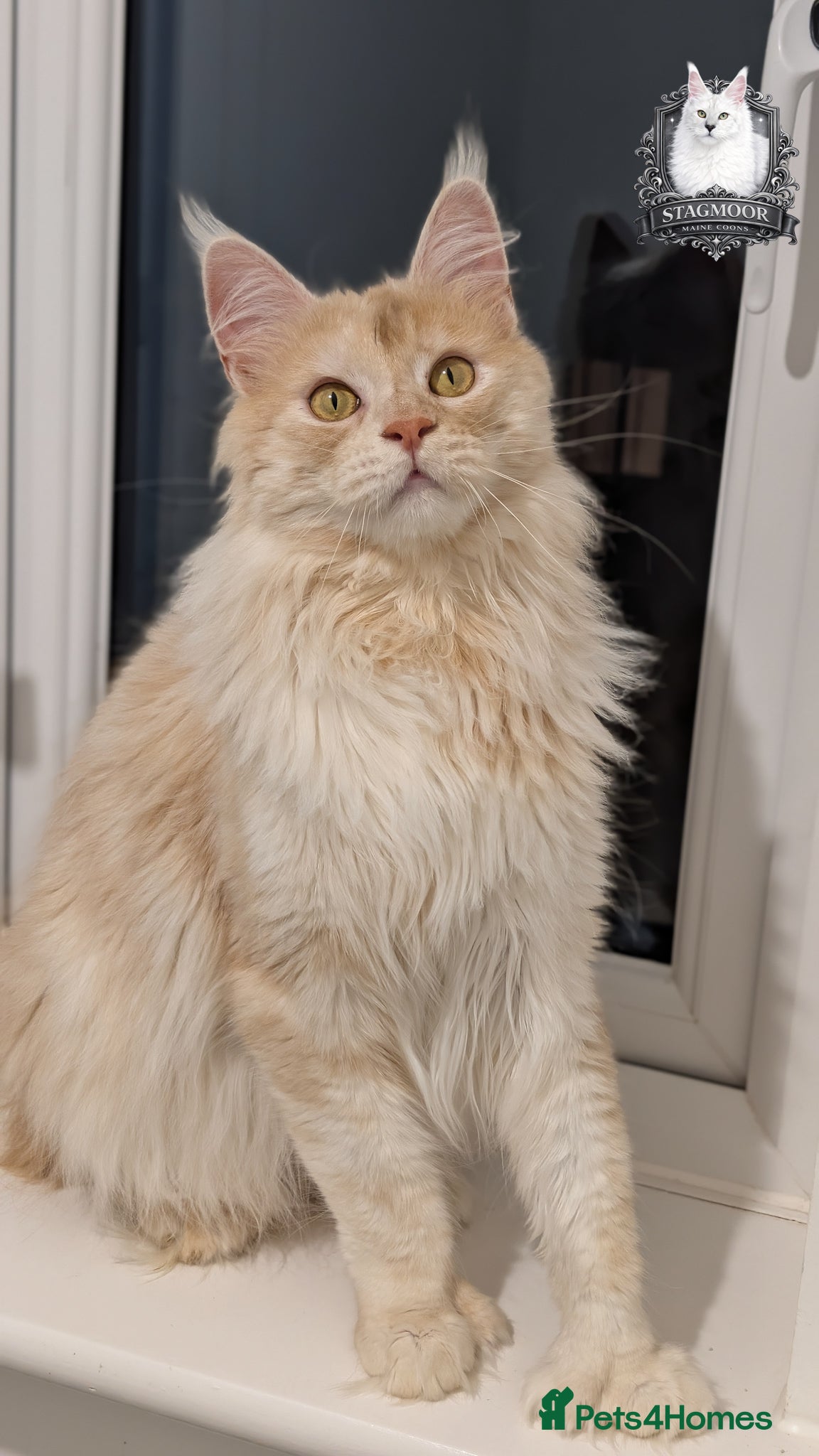 Maine Coon cats 66/66 TICA Champ Line Maine Coon Polydactyl Stud  - Advert 3