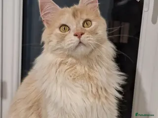 Maine Coon cats 66/66 TICA Champ Line Maine Coon Polydactyl Stud - Advert 3