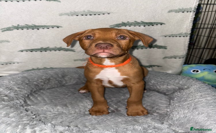 Mixed Breed dogs - Advert 2