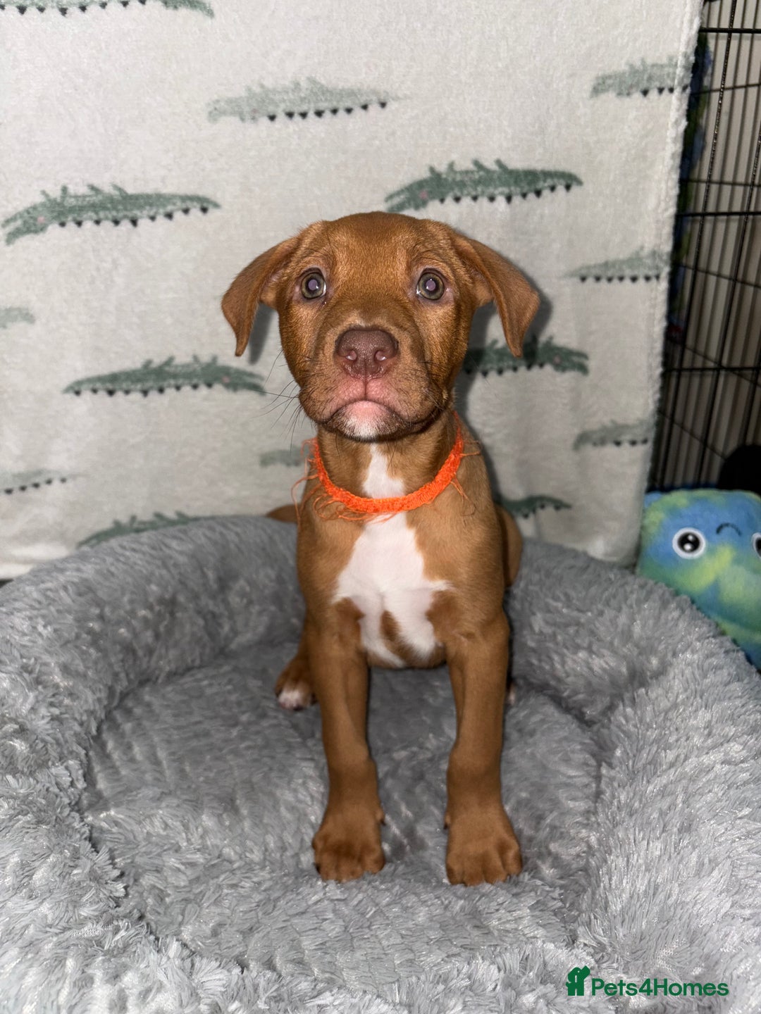 Mixed Breed dogs for sale: 6 Beautiful Fur Babies - Image 1
