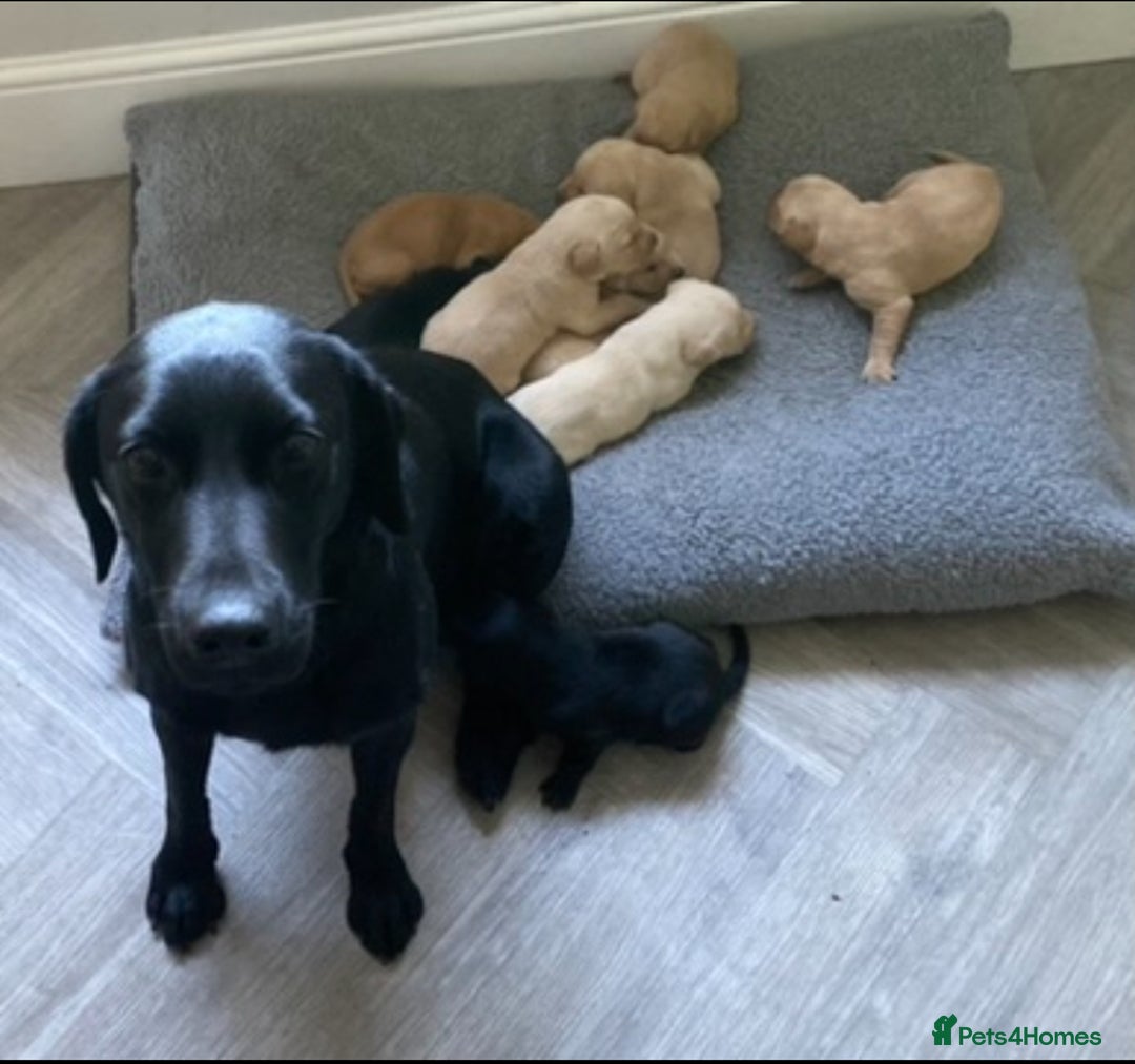 Labrador Retriever dogs for sale: Kc registered working labradors  - Image 9
