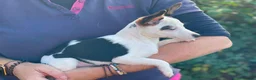 Jack Russell dogs for sale: Gorgeous Jack Russell puppies ready now - Advert 3