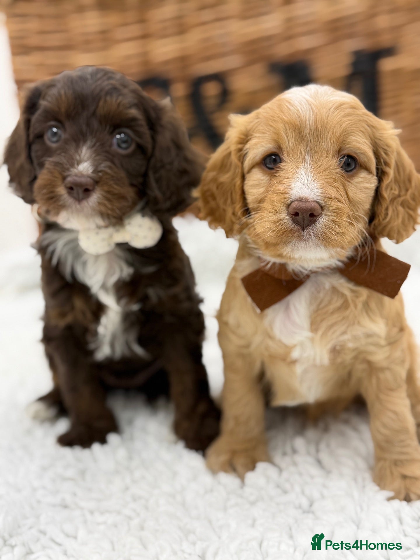 Cavapoo dogs F1 Health Tested Mini Cavapoos  - Advert 6