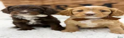 Cavapoo dogs for sale: F1 Health Tested Mini Cavapoos  - Advert 3