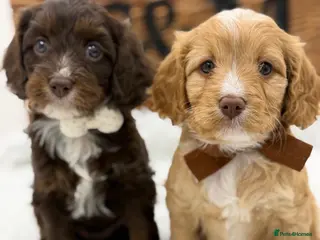 Cavapoo dogs F1 Health Tested Mini Cavapoos - Advert 6
