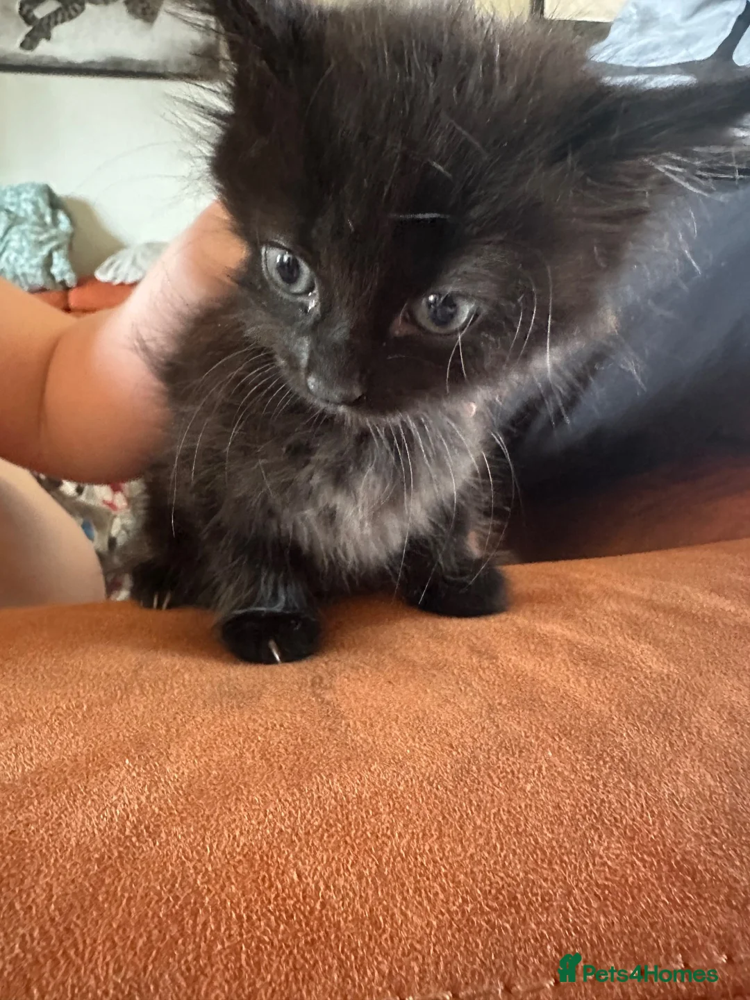 Mixed Breed cats for sale: Beautiful litter of kittens  - Advert 2