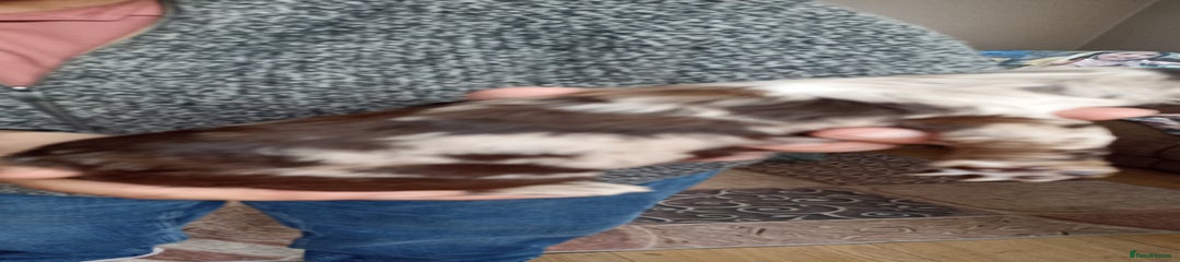 Cocker Spaniel Puppy 1