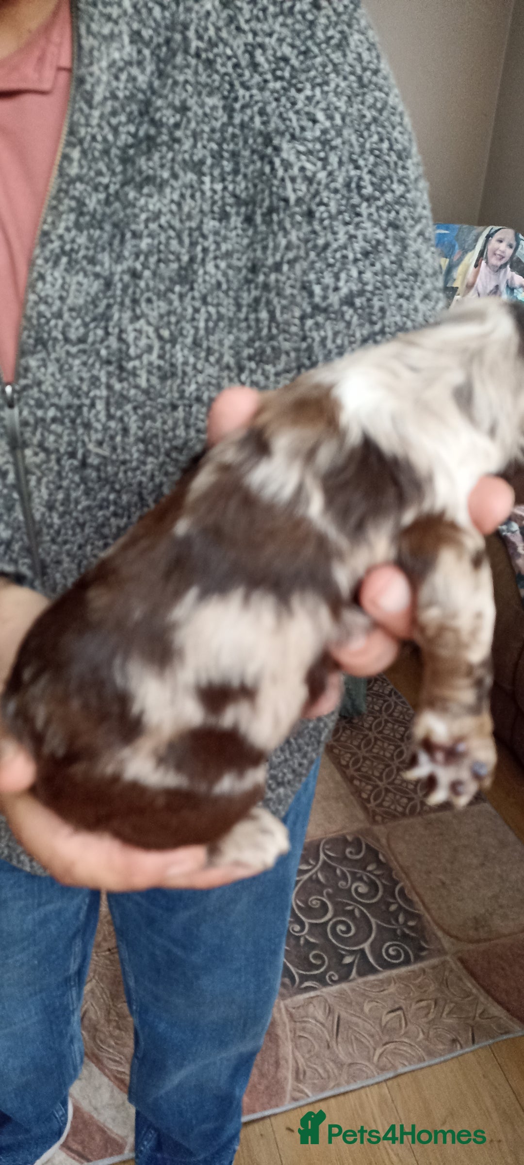 Cocker Spaniel dogs for sale: Stunning cocker spaniel litter  - Image 2