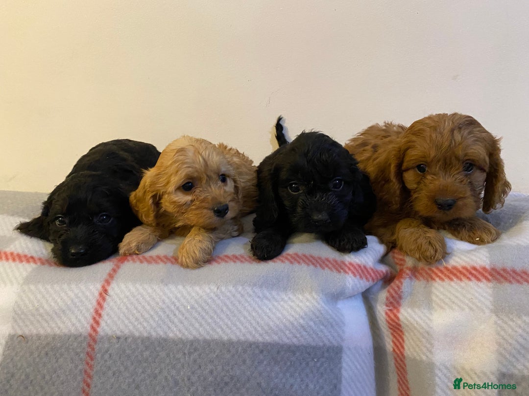 Cavapoo dogs for sale: Beautiful Cavapoo Puppies Available  - Advert 14