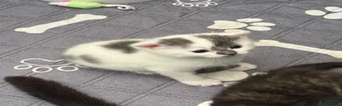 Domestic Shorthair Kitten 1