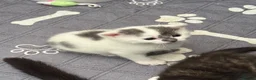 Domestic Shorthair cats for sale: Kittens  - Advert 4