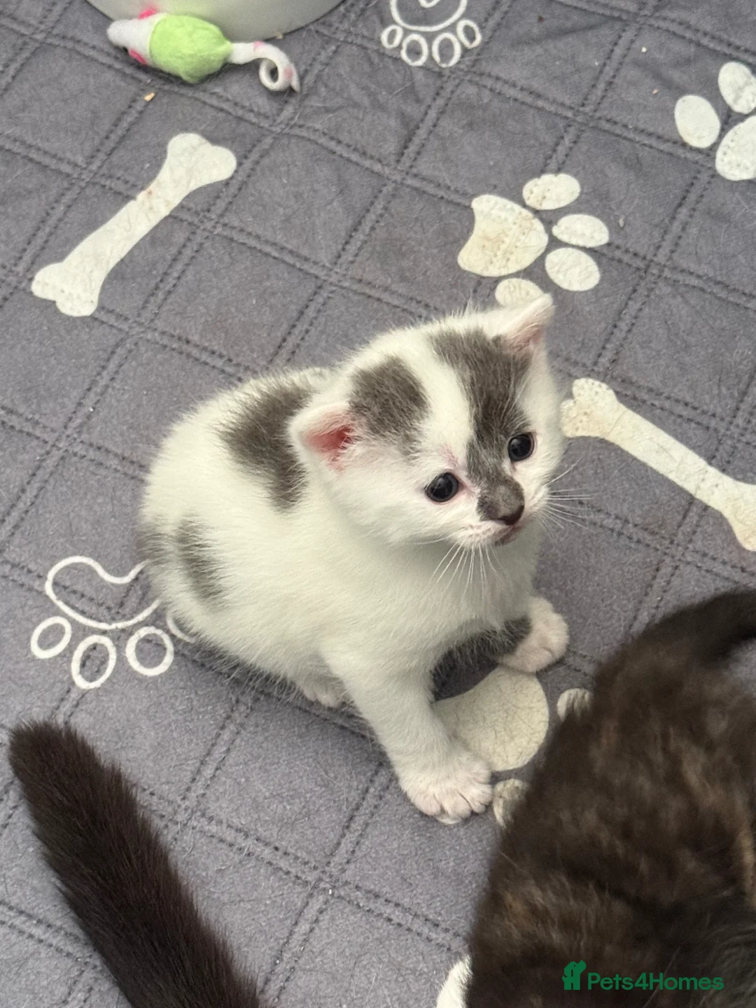 Domestic Shorthair cats for sale: Kittens  - Advert 4