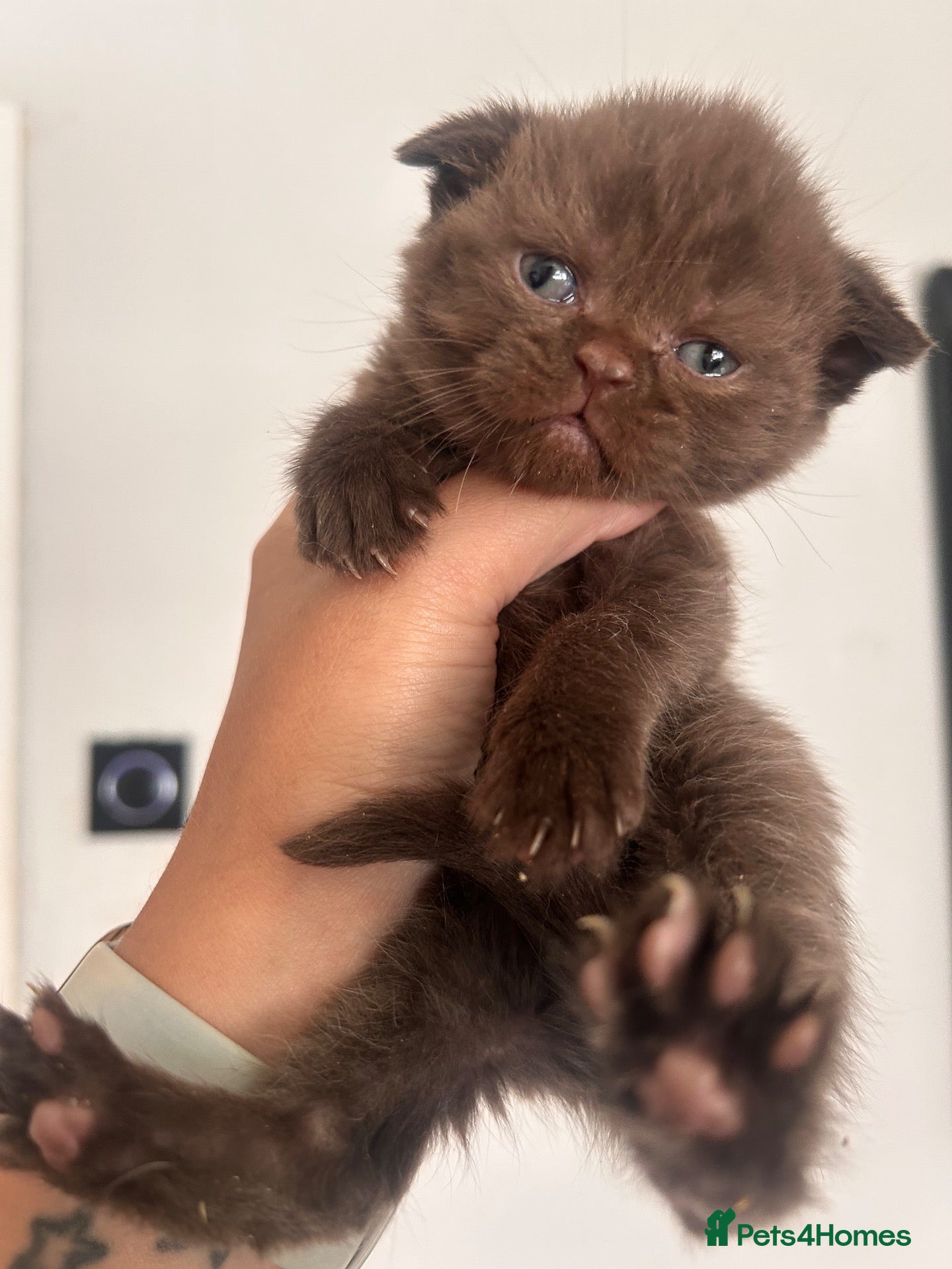 British Shorthair cats Beautiful bsh kittens  - Advert 6