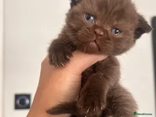 British Shorthair cats Beautiful bsh kittens - Advert 6