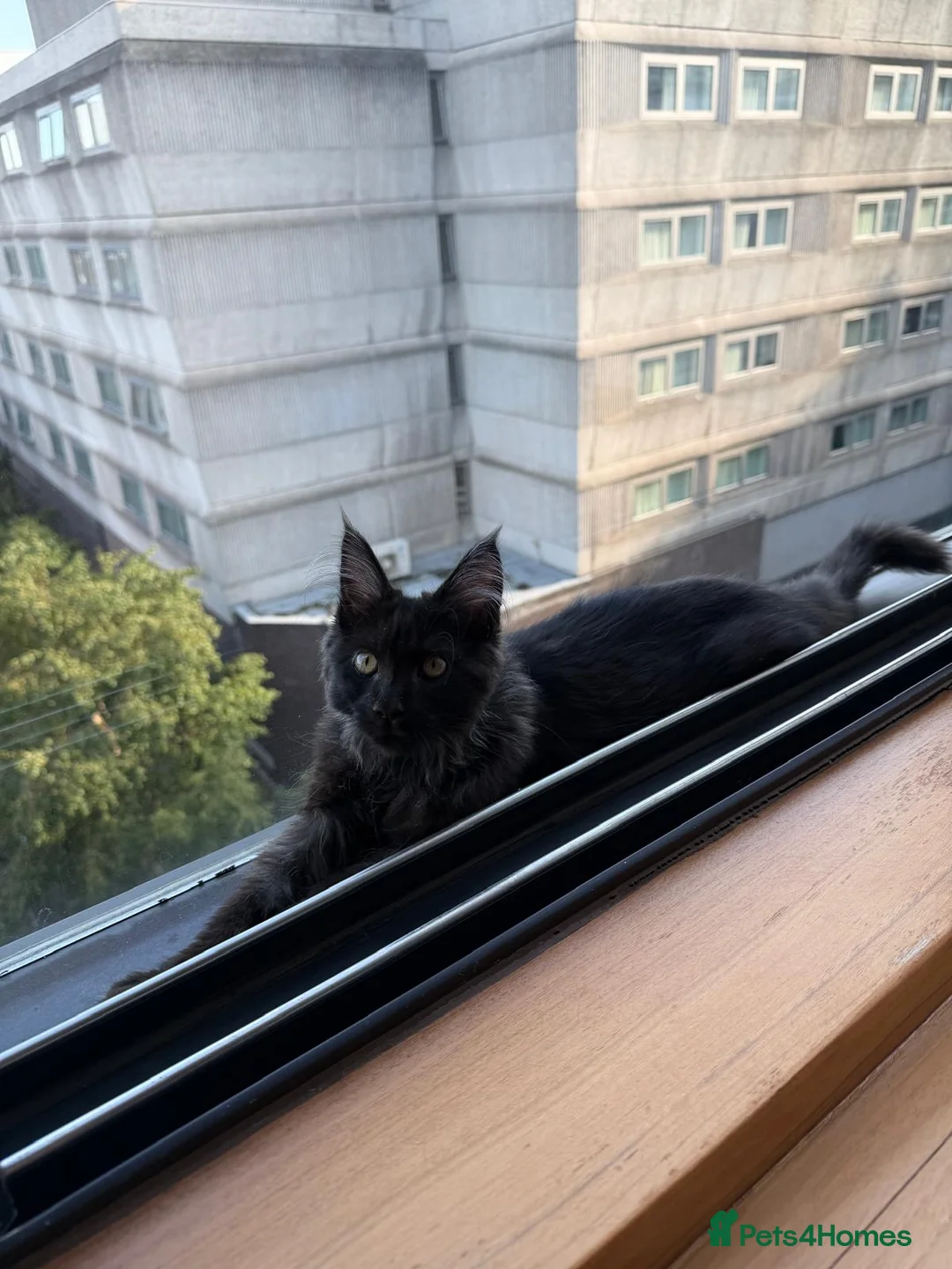 Maine Coon cats for sale: 🖤🐾 4 months Black Silver Maine Coon Boy  🐾🖤 - Advert 5