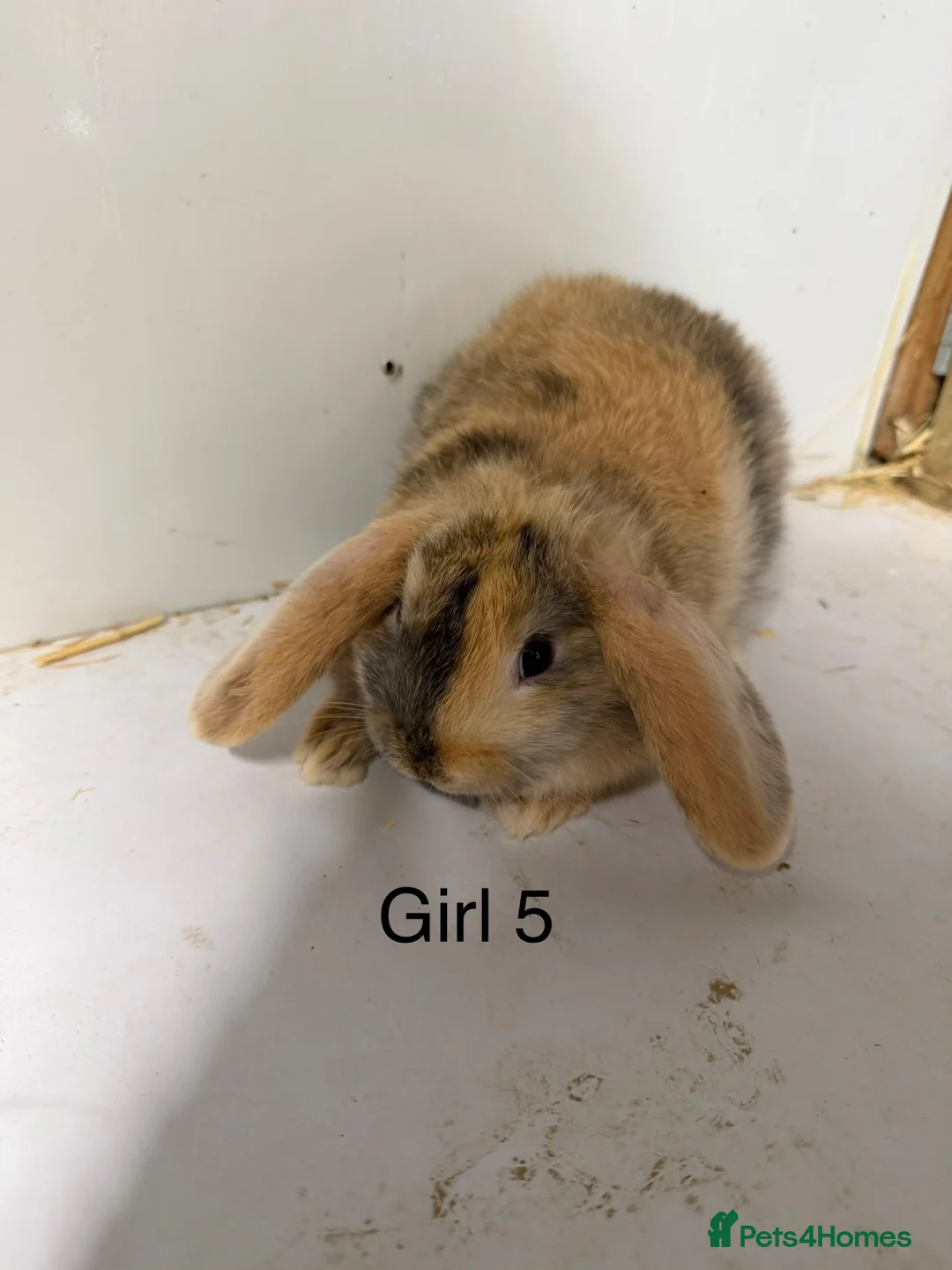 Mini Lop rabbits for sale: Lovely Mini Lop Bunnies - Advert 9