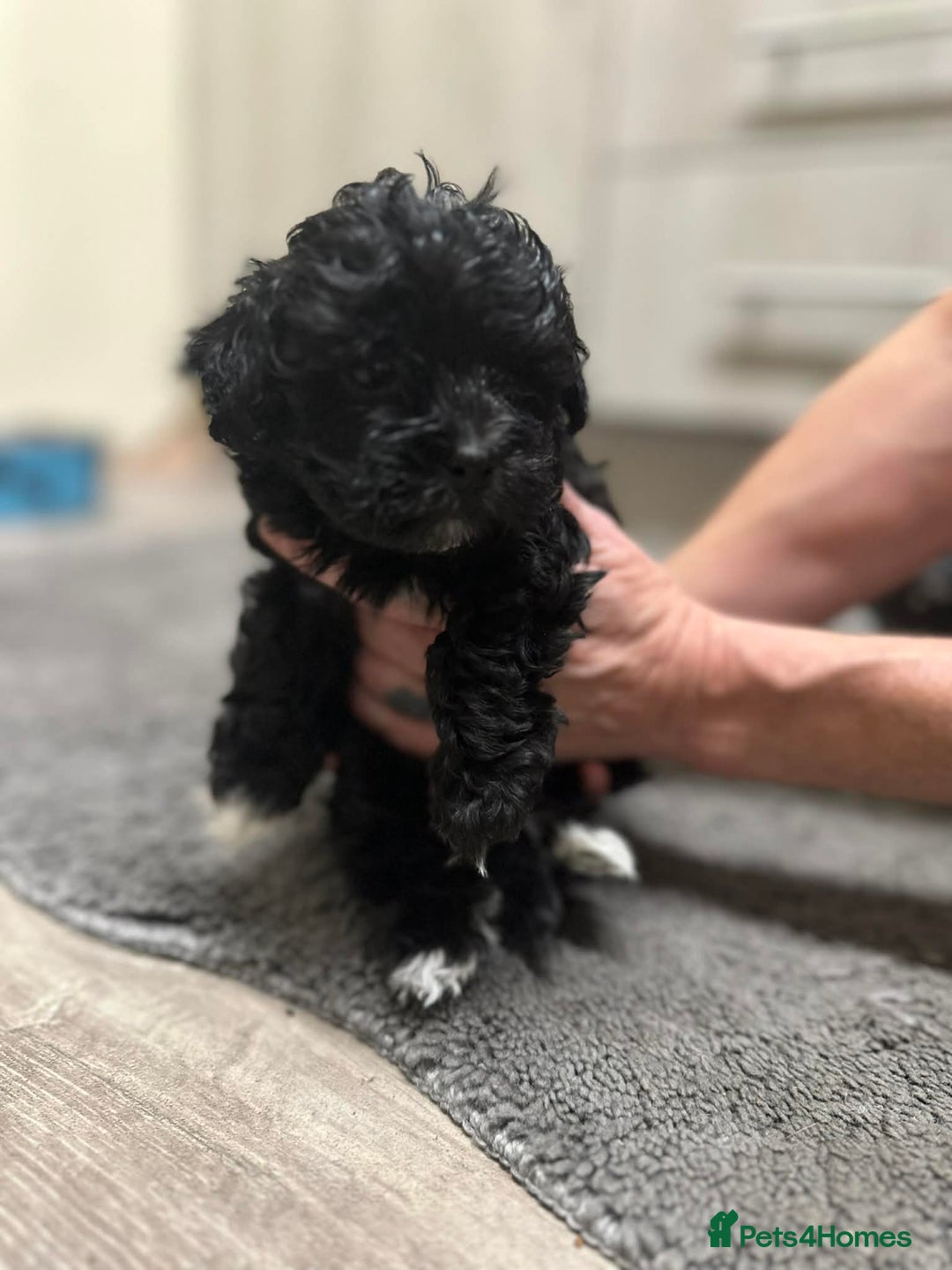 Maltipoo dogs for sale: MALTIPOO 🥰🥰 READY TO LEAVE  - Advert 18