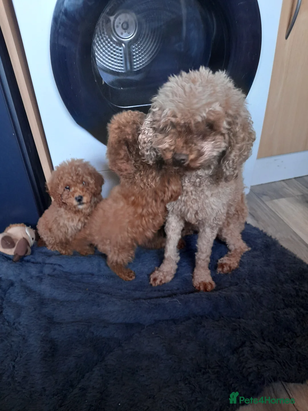 Cockapoo dogs for sale: Stunning Deep Red cockerpoos f1b - Advert 2