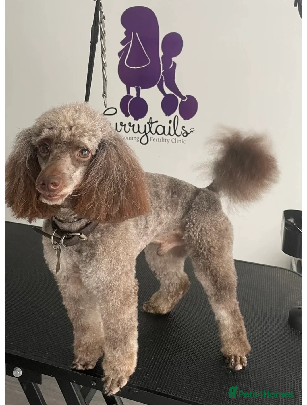 Cockapoo dogs for sale: Gorgeous F1 cockapoo puppies  - Advert 2
