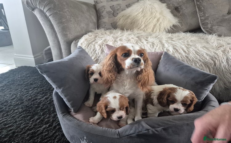 Cavalier King Charles Spaniel dogs - Advert 8