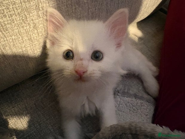 Mixed Breed cats 4 babies available 2 male 2 female - Advert 13