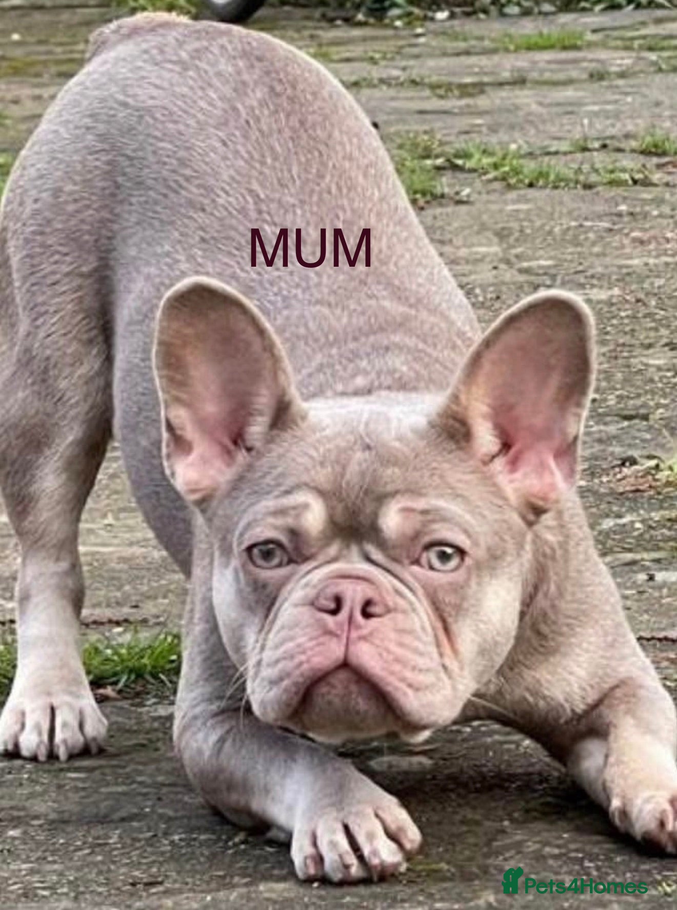 French Bulldog dogs 3 boys 2 girls - Advert 1