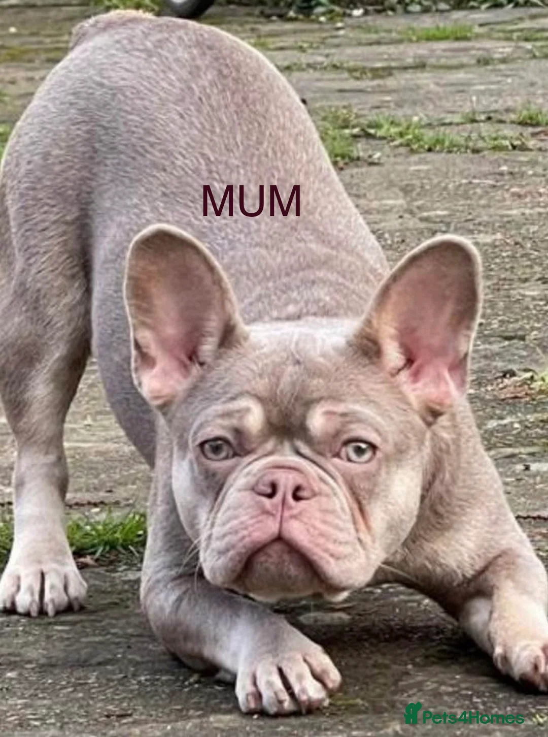 French Bulldog dogs for sale: 3 boys 2 girls in London - Advert 1