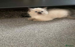 Ragdoll cats for sale: Beautiful ragdoll boys - Image 3