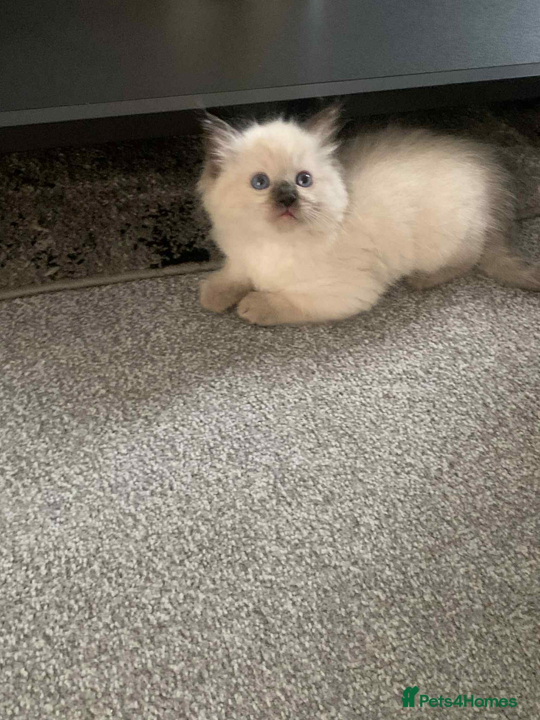 Ragdoll cats for sale: Beautiful ragdoll boys - Image 3