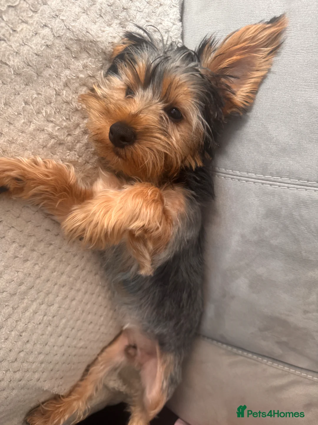 Yorkshire Terrier dogs for sale: beautiful Yorkshire terrier  - Advert 3