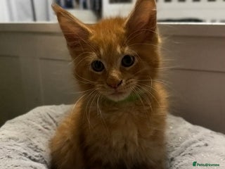 Maine Coon cats 🐱 READY FOR NEW HOME FULL MAINE COON KITTENS 🐱 - Advert 2