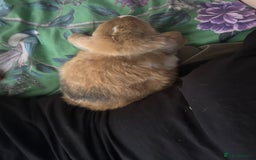 Mixed Breed rabbits for sale: Rehoming male rabbit . Please read description  - Image 3