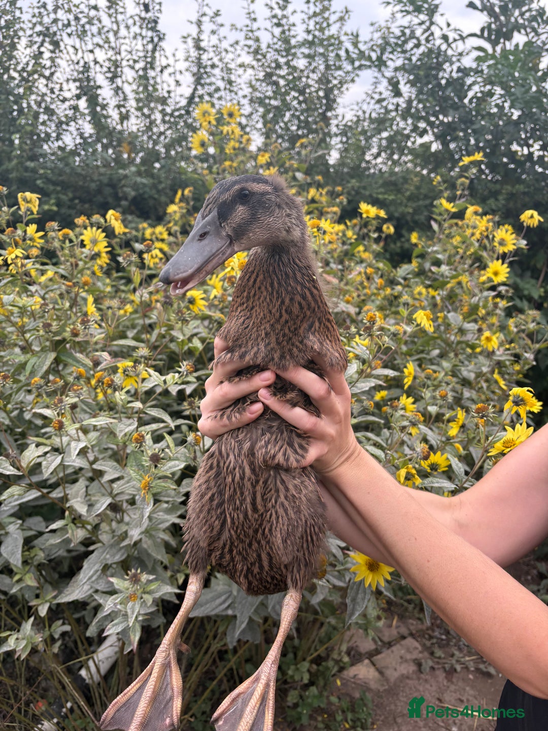 Ducks poultry for sale: Runner ducklings for sale - Image 1