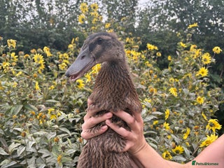 Ducks poultry - Advert 10