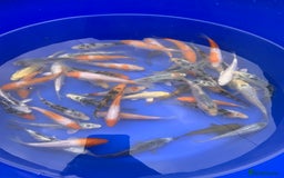 Koi Carp fish for sale: Koi Carp  - Image 4