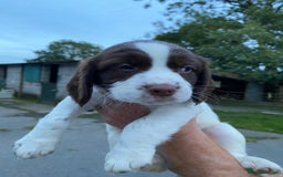English Springer Spaniel dogs for sale: Last 2!! KC Reg Springer Spaniel Puppies - Image 9