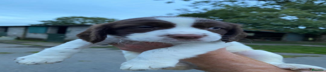 English Springer Spaniel Puppy 5
