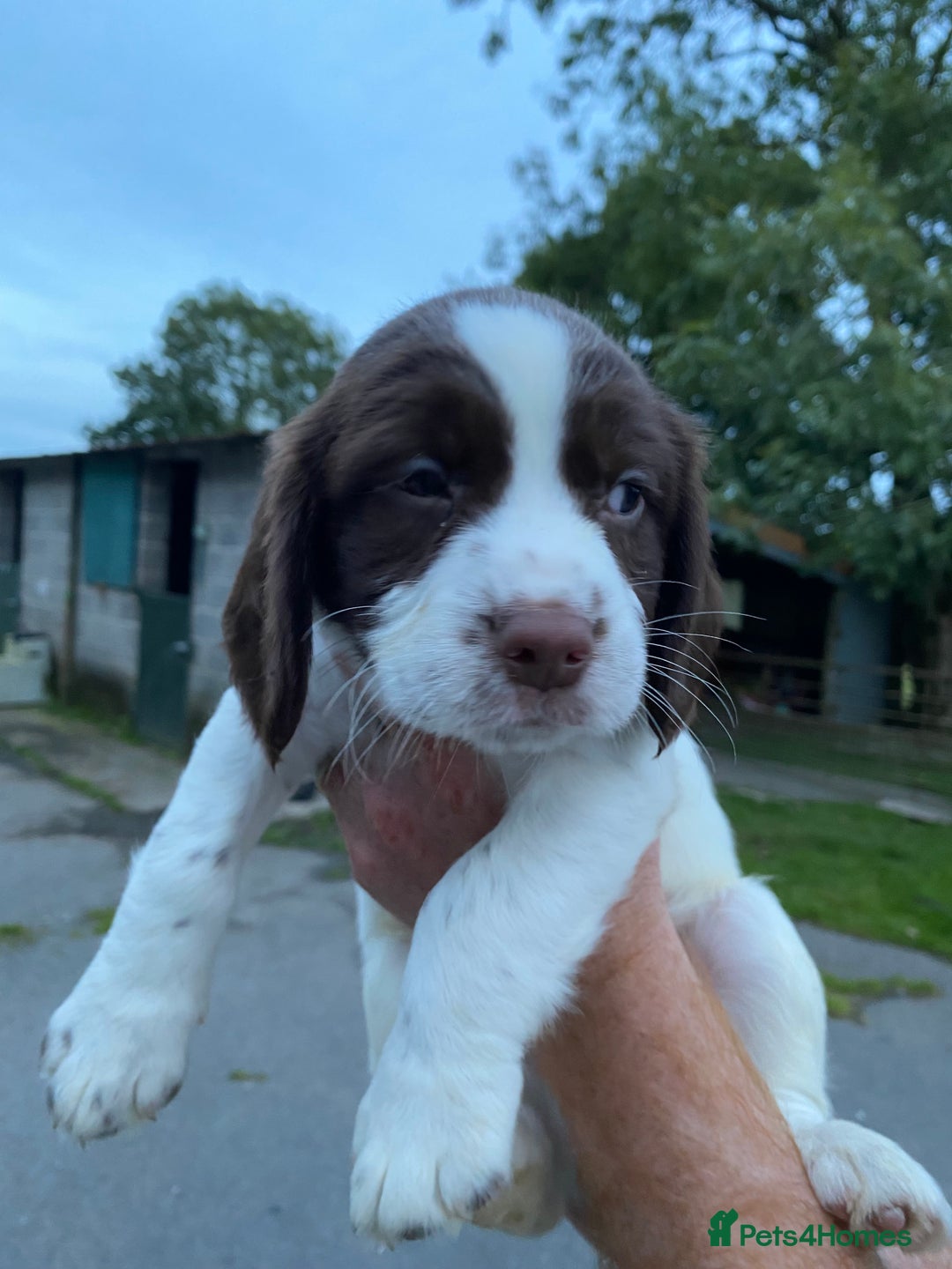 English Springer Spaniel dogs for sale: Last 2!! KC Reg Springer Spaniel Puppies - Image 9