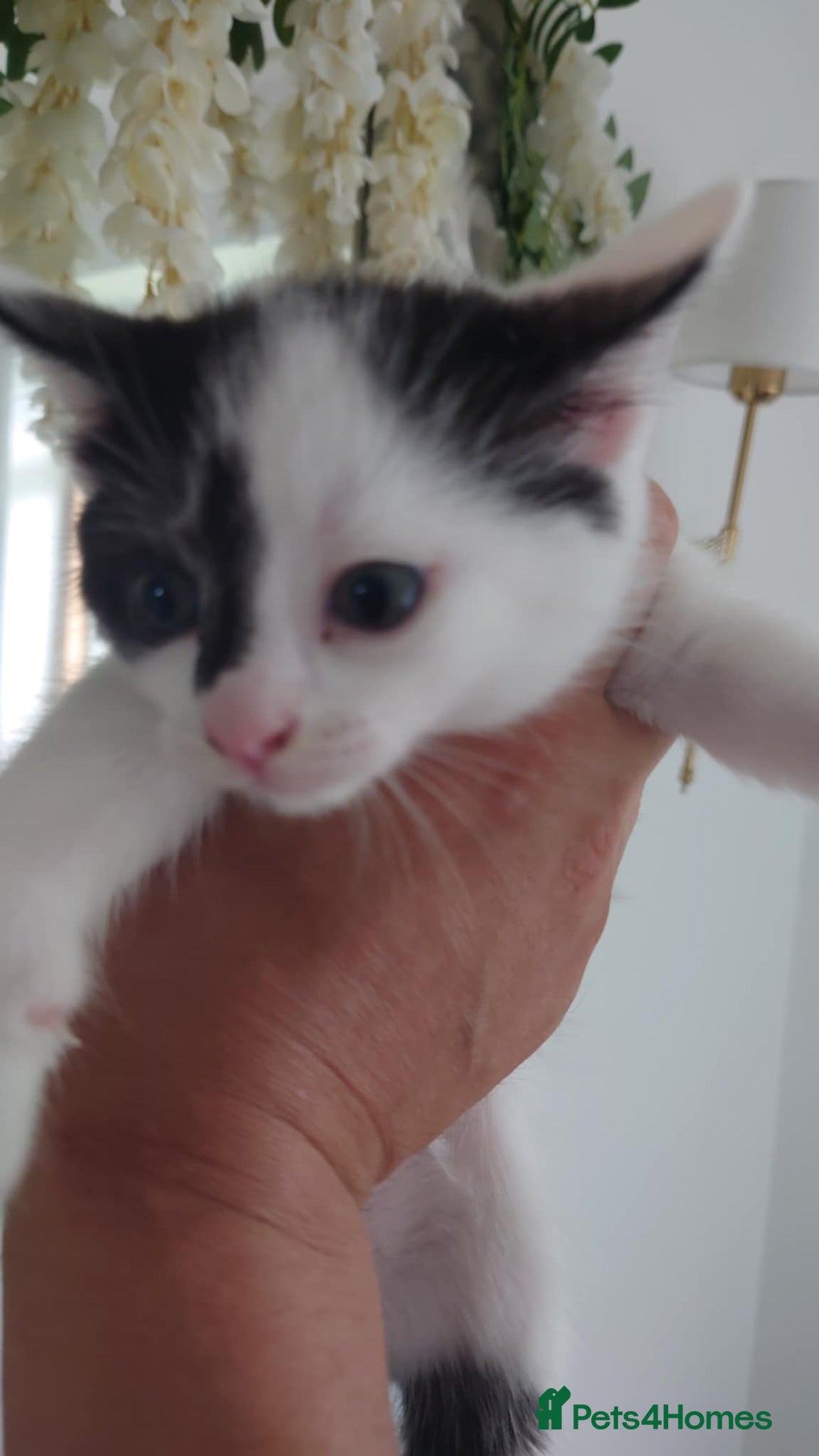 Mixed Breed cats for sale: 4 kittens ready to go  - Image 3
