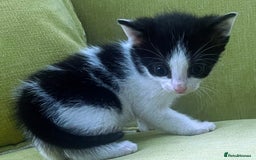 Mixed Breed cats for sale: CLEMMIE’S CUTIES  - Image 29
