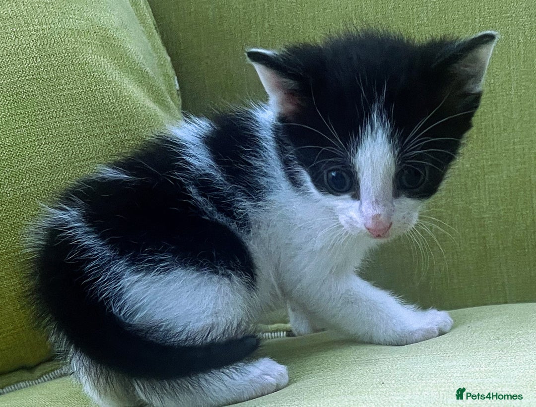 Mixed Breed cats for sale: CLEMMIE’S CUTIES  - Image 29
