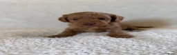 Cockapoo dogs for sale: Stunning Deep Red Cockapoos - Advert 10