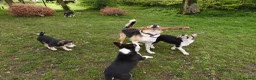 Border Collie dogs for sale: Tri Coloured Border Collie Pups - Advert 3